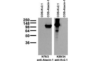 Transfected cell immunoblot: COS cells transiently transfected with Kv2.