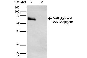 Western Blot analysis of Methylglyoxal-BSA Conjugate showing detection of 67 kDa Methylglyoxal-BSA using Mouse Anti-Methylglyoxal Monoclonal Antibody, Clone 9E7 . (Methylglyoxal (MG) antibody (Atto 594))
