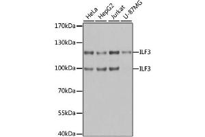 Western blot analysis of extracts of various cell lines, using ILF3 antibody. (Interleukin enhancer-binding factor 3 (ILF3) antibody)