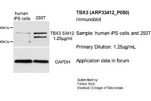 Sample Type: human iPS cells and 293T cell lysatePrimary Dilution: 1. (TBX3 antibody  (Middle Region))