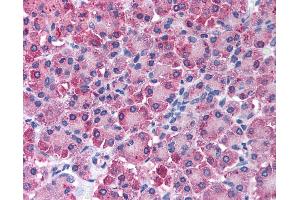 Immunohistochemistry (IHC) image for anti-Carboxypeptidase A1 (Pancreatic) (CPA1) antibody (ABIN2477891)