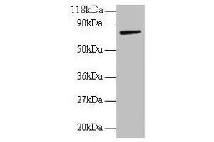 Western blot All lanes: ANXA6 antibody at 2 μg/mL + Rat liver tissue Secondary Goat polyclonal to rabbit IgG at 1/10000 dilution Predicted band size: 76, 73 kDa Observed band size: 76 kDa (ANXA6 antibody  (AA 2-245))