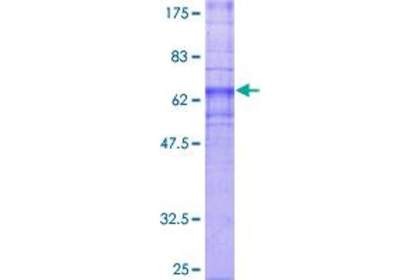 GPR4 Protein (AA 1-362) (GST tag)