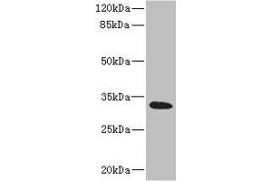 Western blot All lanes: HVCN1 antibody at 1. (HVCN1 antibody  (AA 1-100))