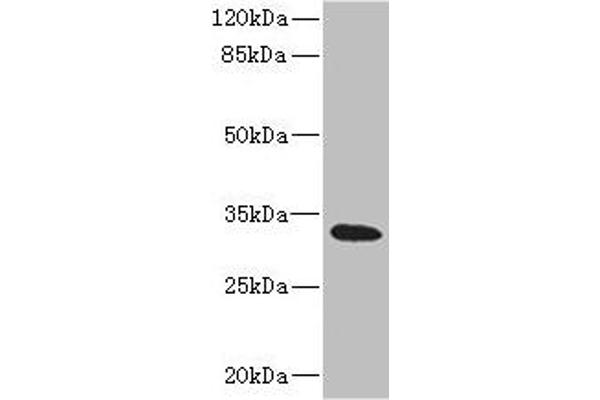 HVCN1 antibody  (AA 1-100)