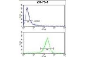 ATXN3 Antibody (Center) (ABIN653191 and ABIN2842741) FC analysis of ZR-75-1 cells (bottom histogram) compared to a negative control cell (top histogram). (Ataxin 3 antibody  (AA 261-288))