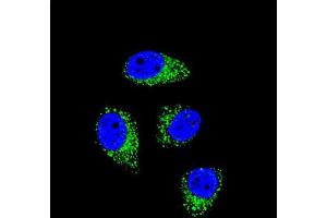 Confocal immunofluorescent analysis of WDR52 Antibody (C-term) with A549 cell followed by Alexa Fluor 488-conjugated goat anti-rabbit lgG (green). (WDR52 antibody  (C-Term))