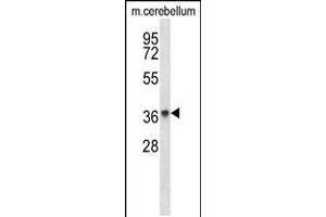 Western blot analysis in mouse cerebellum tissue lysates (35ug/lane). (PAQR8 antibody  (C-Term))