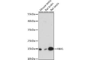 Western blot analysis of extracts of various cell lines, using RBX1 Rabbit pAb (ABIN7270077) at 1:3000 dilution. (RBX1 antibody  (AA 1-100))