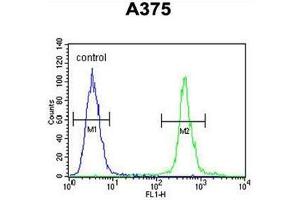 AL2SA Antibody (N-term) flow cytometric analysis of A375 cells (right histogram) compared to a negative control cell (left histogram). (ALS2CR11 antibody  (N-Term))