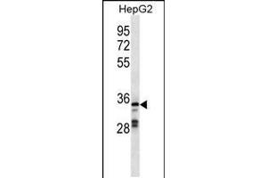 Western blot analysis in HepG2 cell line lysates (35ug/lane). (GPR146 antibody  (AA 196-223))