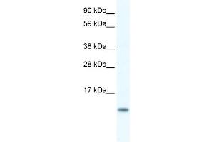 WB Suggested Anti-FXYD5 Antibody Titration:  0.