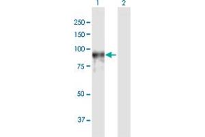 Western Blot analysis of PDE4A expression in transfected 293T cell line by PDE4A MaxPab polyclonal antibody. (PDE4A antibody  (AA 1-647))