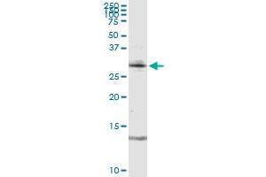 RAG2 antibody  (AA 1-527)