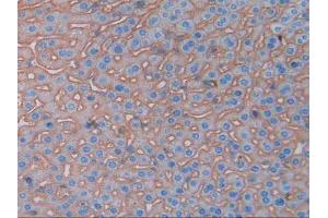 IHC-P analysis of Mouse Liver Tissue, with DAB staining. (CD147 antibody  (AA 87-323))