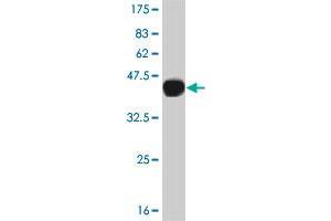 Western Blot detection against Immunogen (39. (CAMKK2 antibody  (AA 1-130))