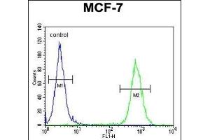RICH2 Antibody (C-term) (ABIN654613 and ABIN2844313) flow cytometric analysis of MCF-7 cells (right histogram) compared to a negative control cell (left histogram). (ARHGAP44 antibody  (C-Term))