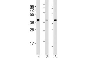 Western blot testing of ERCC1 antibody at 1:2000 dilution. (ERCC1 antibody  (AA 268-297))