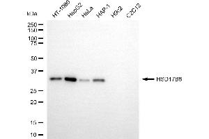 Western blotting analysis using HSD17B8 antibody (ABIN7799016). (HSD17B8 antibody)
