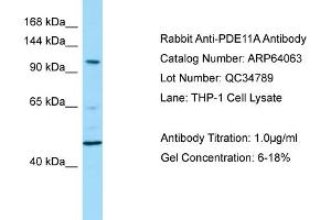 Western Blotting (WB) image for anti-phosphodiesterase 11A (PDE11A) (N-Term) antibody (ABIN2789716) (PDE11A antibody  (N-Term))