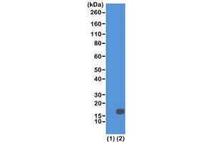 Western blot of recombinant Histone H3. (Recombinant Histone 3 antibody  (2meLys18))