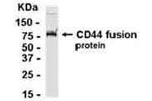 Western Blotting (WB) image for anti-CD44 (CD44) (AA 361-540) antibody (ABIN2468150) (CD44 antibody  (AA 361-540))