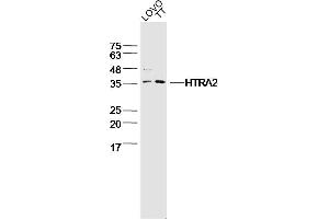 Lane 1: LOVO lysates Lane 2: TT lysates probed with HTRA2 Polyclonal Antibody, Unconjugated  at 1:300 dilution and 4˚C overnight incubation. (Tsarg3/Tsarg1 (AA 101-183) antibody)