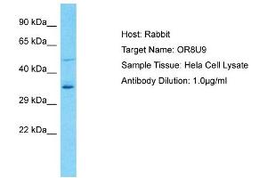 Host: Rabbit Target Name: OR8U9 Sample Type: Hela Whole Cell lysates Antibody Dilution: 1. (OR8U9 antibody  (C-Term))