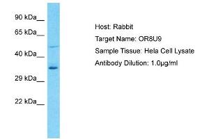 OR8U9 antibody  (C-Term)