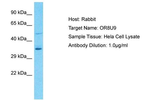 OR8U9 antibody  (C-Term)
