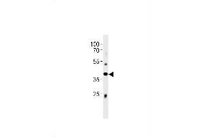 Mouse Abi3 Antibody (C-term) (ABIN1881513 and ABIN2843496) western blot analysis in mouse liver tissue lysates (35 μg/lane). (ABI3 antibody  (C-Term))