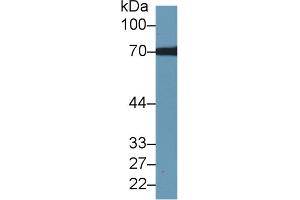Western Blot; Sample: Human Hela cell lysate; Primary Ab: 1µg/ml Rabbit Anti-Rat TKT Antibody Second Ab: 0. (TKT antibody  (AA 1-286))