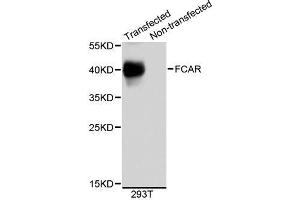 Western blot analysis of extracts of 293T cells, using FCAR antibody (ABIN5995838). (FCAR antibody)