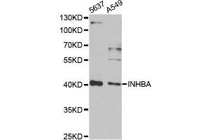 Western blot analysis of extracts of various cell lines, using INHBA antibody (ABIN2563435) at 1:1000 dilution. (INHBA antibody)