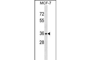 TOR1A Antibody (C-term) (ABIN1536974 and ABIN2849705) western blot analysis in MCF-7 cell line lysates (35 μg/lane).