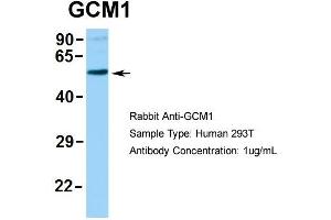 Human 293T (GCM1 antibody  (N-Term))