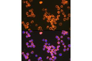 Immunofluorescence (IF) image for anti-CD209 (CD209) antibody (ABIN7266173)