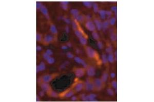 Immunofluorescence image of NPR-Bi staining in cryosection of human kidney. (GUCYB antibody)