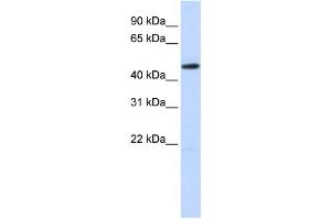 Western Blotting (WB) image for anti-TEA Domain Family Member 2 (TEAD2) antibody (ABIN2458317) (TEAD2 antibody)