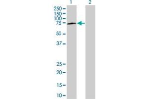 Lane 1: BAG4 transfected lysate ( 49.
