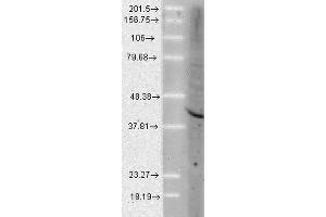 Western Blot analysis of Human Cell lysates showing detection of Aha1 protein using Rat Anti-Aha1 Monoclonal Antibody, Clone 25F2.