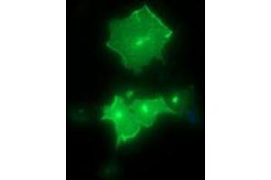 Image no. 3 for anti-Synaptotagmin IV (SYT4) antibody (ABIN1501276) (SYT4 antibody)