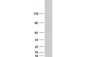 Validation with Western Blot (Plexin A1 Protein (PLXNA1) (Myc-DYKDDDDK Tag))