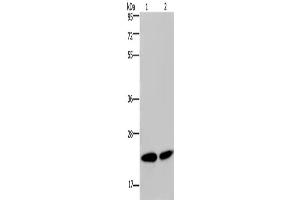 Western Blotting (WB) image for anti-Nucleophosmin/nucleoplasmin 3 (NPM3) antibody (ABIN2423897) (NPM3 antibody)