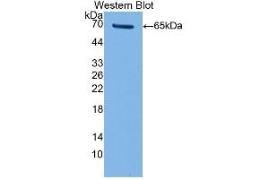 Western Blotting (WB) image for anti-Telomerase Reverse Transcriptase (TERT) (AA 787-1084) antibody (ABIN1860696)