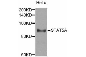 Western blot analysis of extracts of HeLa cells, using STAT5A antibody. (STAT5A antibody)