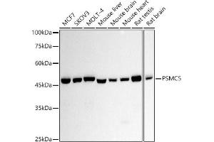 Western blot analysis of extracts of various cell lines, using PSMC5 antibody (ABIN7269585) at 1:1000 dilution.