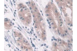IHC-P analysis of Human Stomach Tissue, with DAB staining. (LDHD antibody  (AA 62-265))