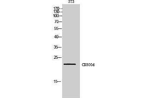 Western Blotting (WB) image for anti-CD300 Molecule-Like Family Member D (CD300LD) (Internal Region) antibody (ABIN3178982) (CD300d antibody  (Internal Region))