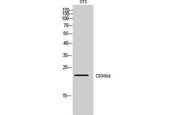 CD300d antibody  (Internal Region)